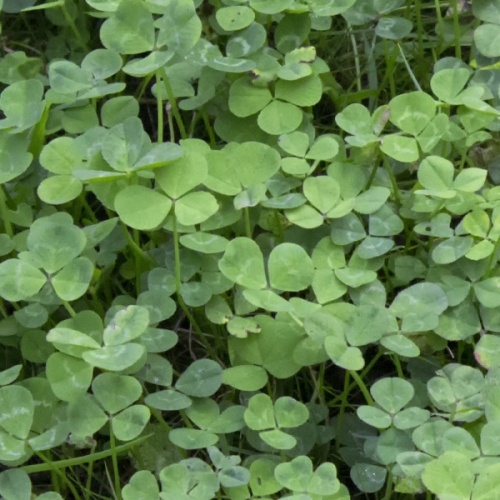 Red Clover Green Manure Seeds